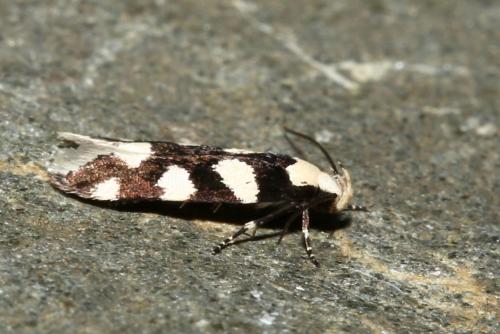 Réf. 187 854 : Pseudotelphusa tessella